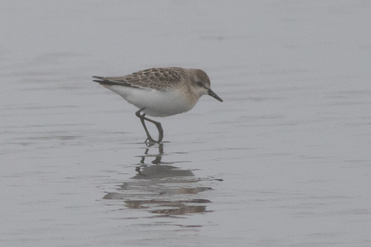 Semipalmated Sandpiper - ML622461204