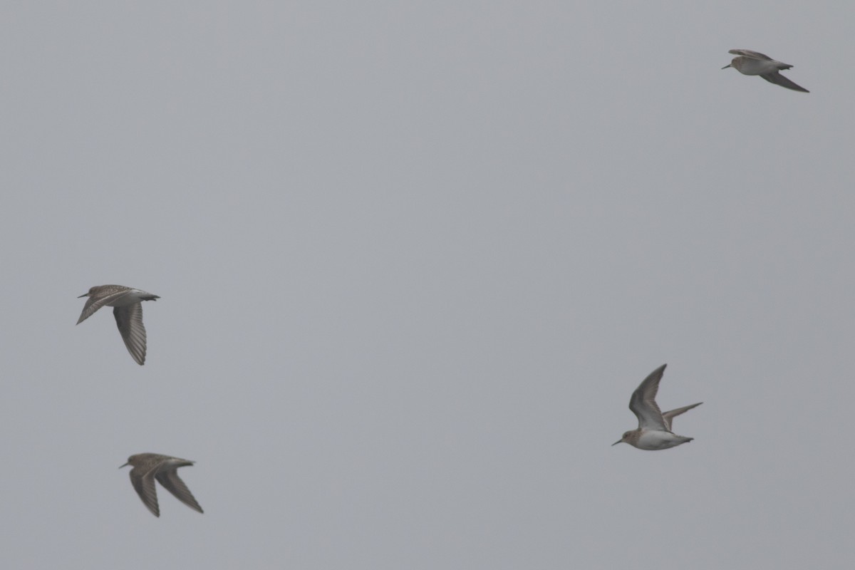 Baird's Sandpiper - ML622461205