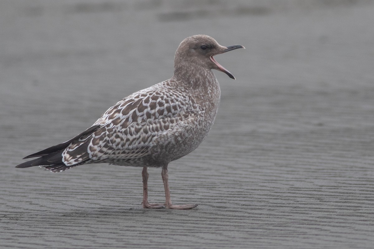 California Gull - Rob Fowler