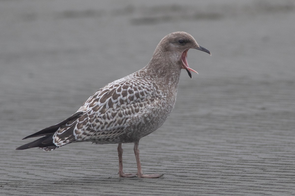 Gaviota Californiana - ML622461213