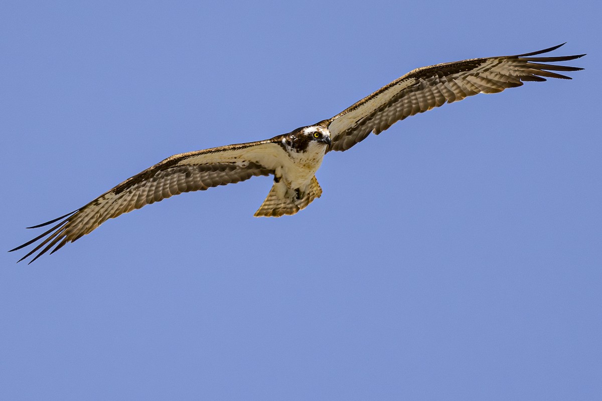 ミサゴ - ML622461249