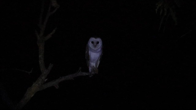 Barn Owl (Eastern) - ML622461265