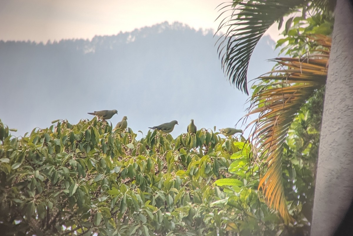 Sumatran Green-Pigeon - James Hunt