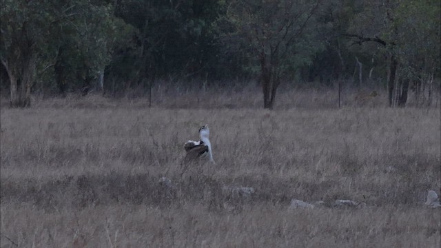 Australian Bustard - ML622461375