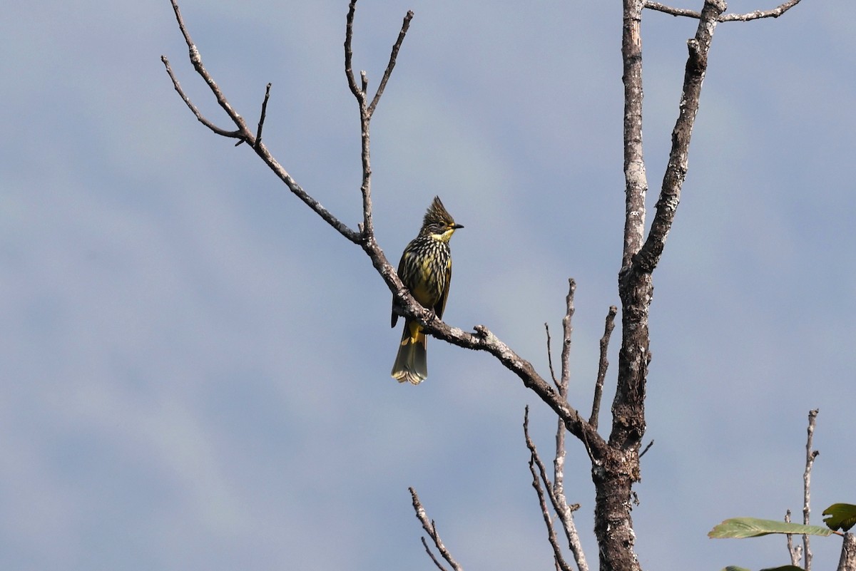 Striated Bulbul - ML622461403