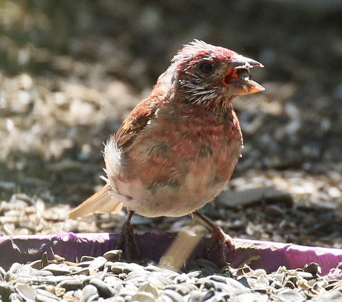 Purple Finch (Western) - ML622461418