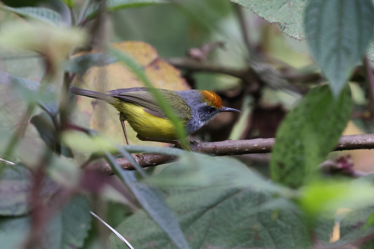 Mountain Tailorbird - ML622461456