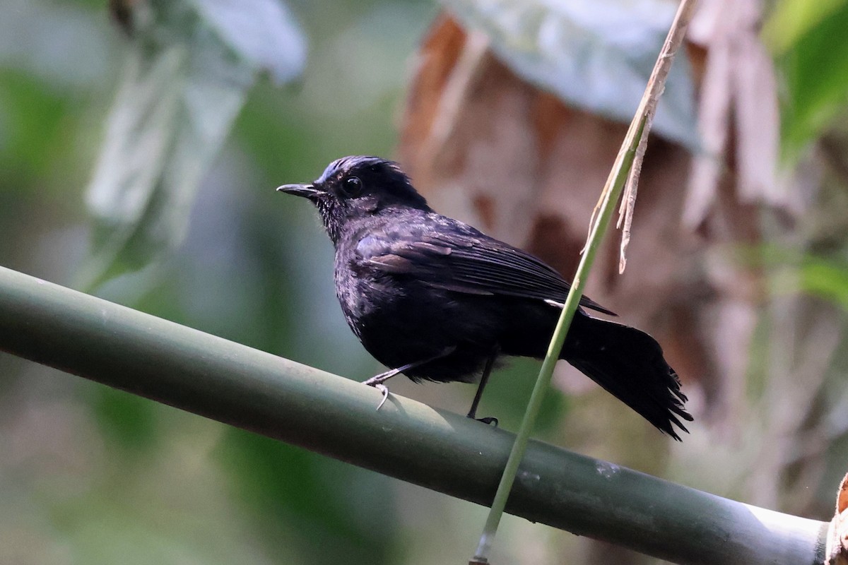 White-tailed Robin - ML622461461