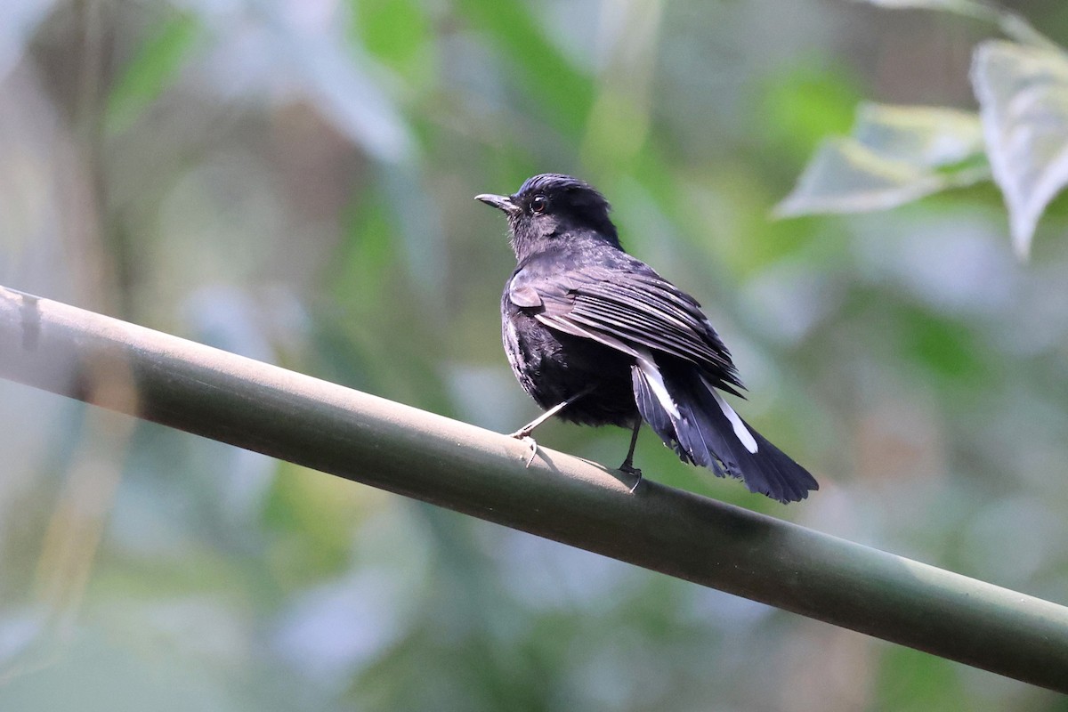 White-tailed Robin - ML622461467