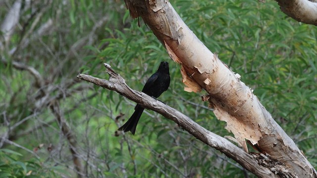 Drongo Escamoso - ML622461525