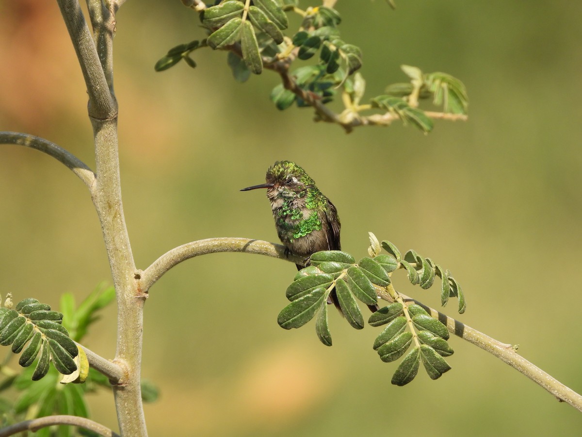 Golden-crowned Emerald - ML622461565