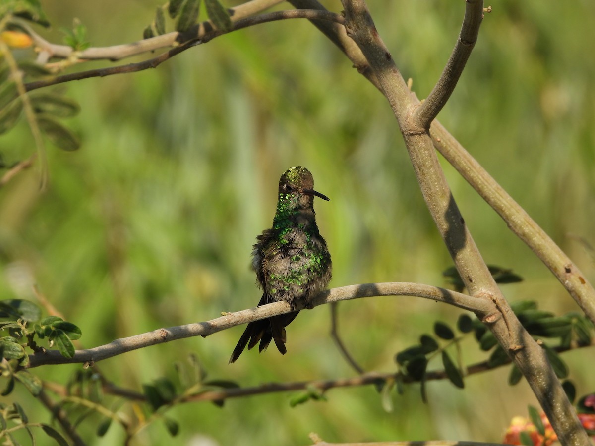 Golden-crowned Emerald - ML622461566