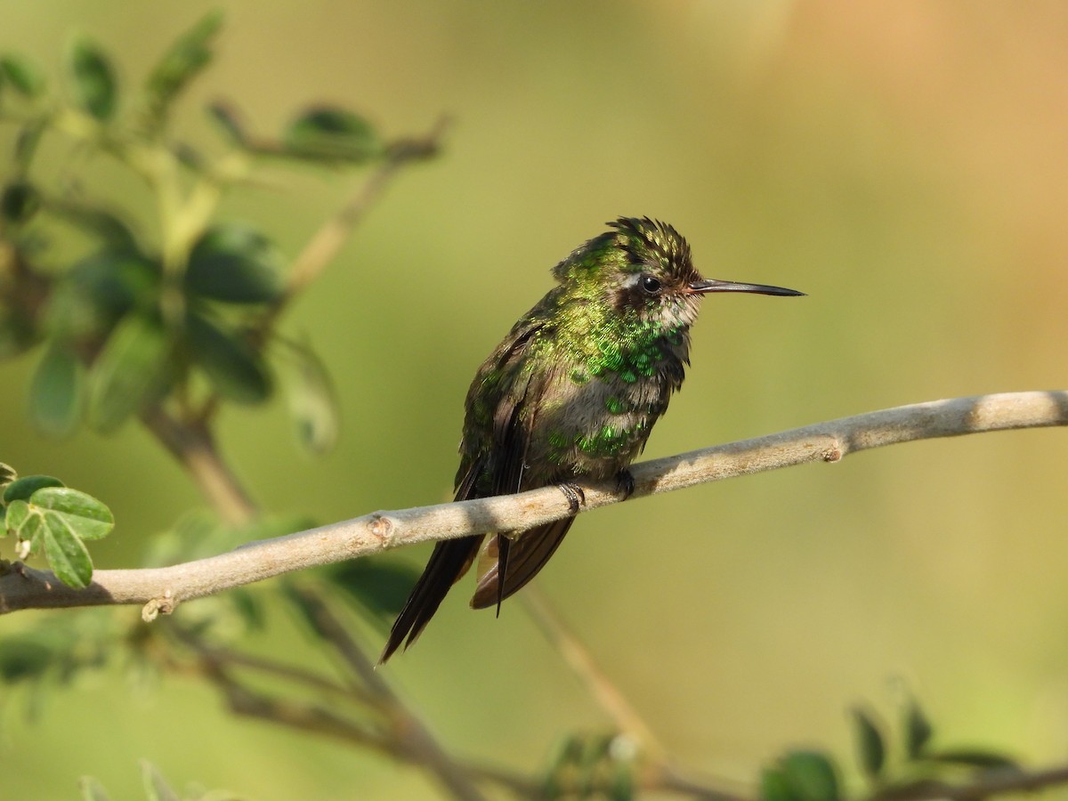 Golden-crowned Emerald - ML622461567