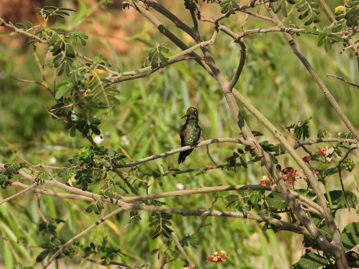 Golden-crowned Emerald - ML622461568