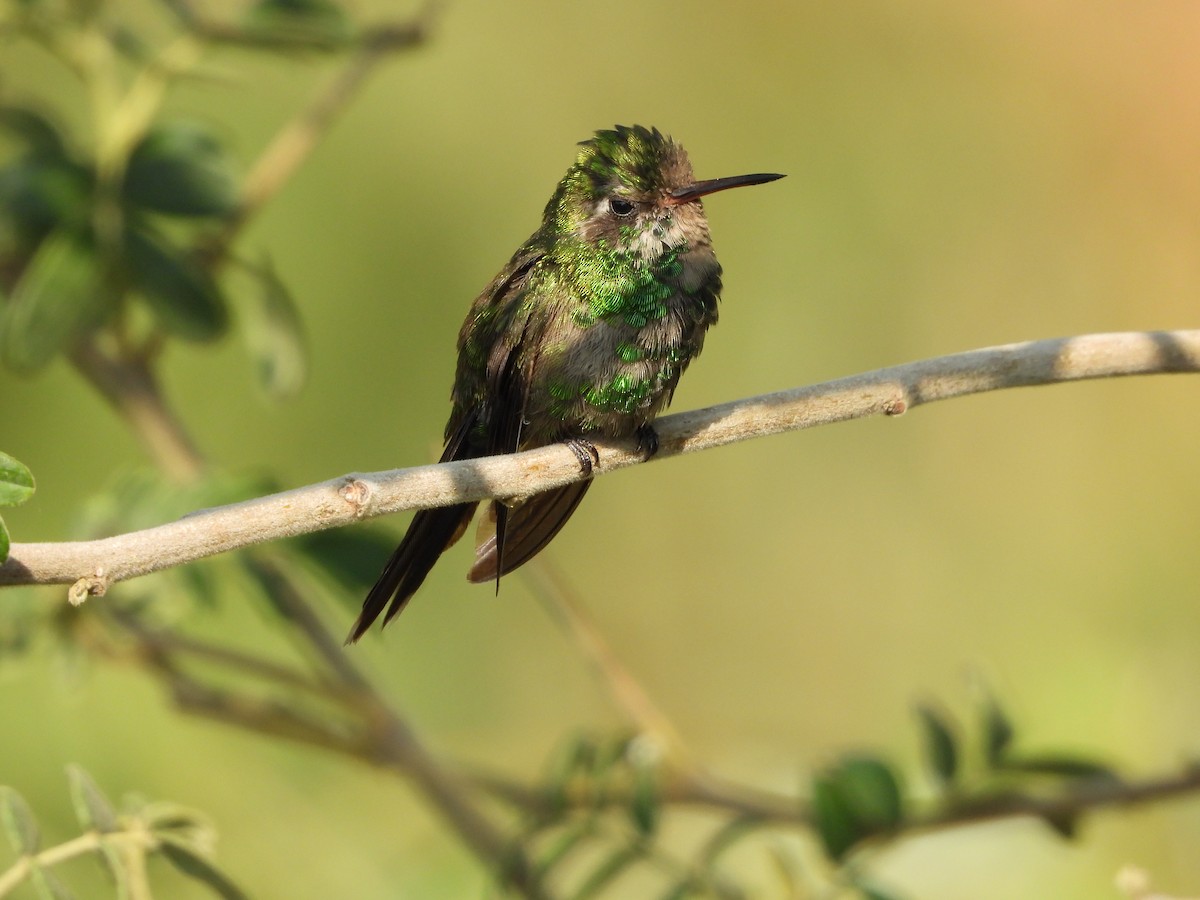 Golden-crowned Emerald - ML622461569