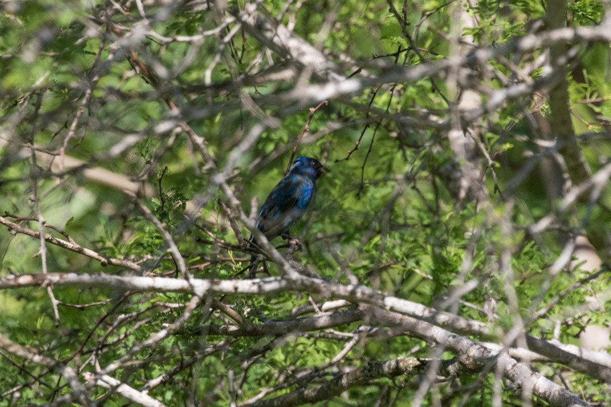 Indigo Bunting - ML622461619