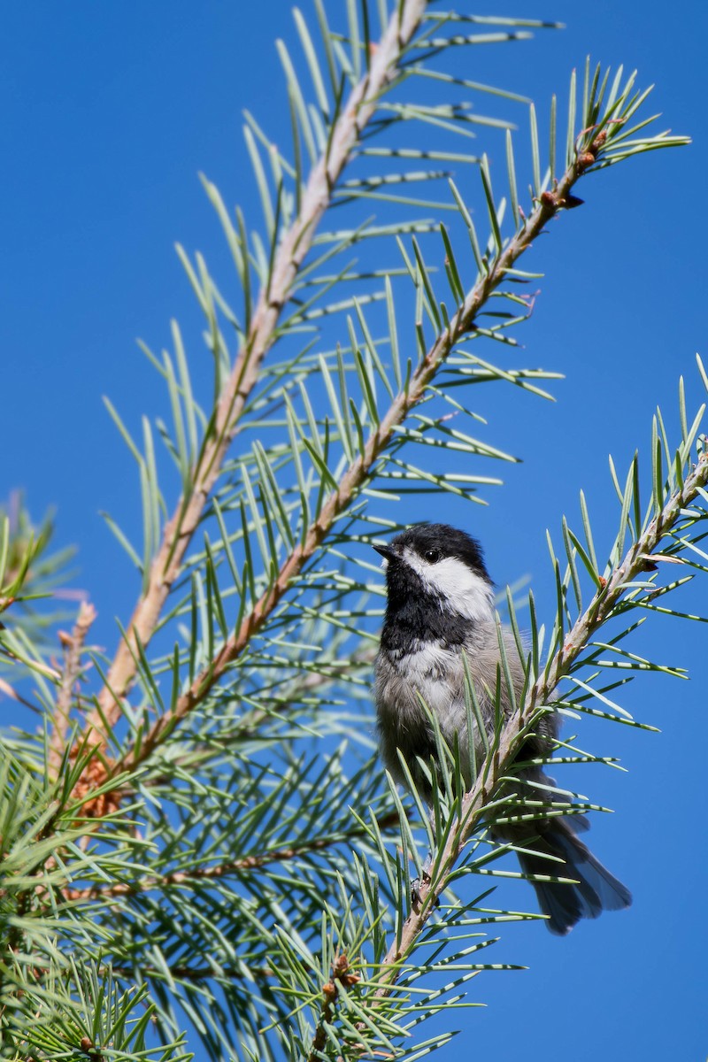 Mexican Chickadee - ML622461622