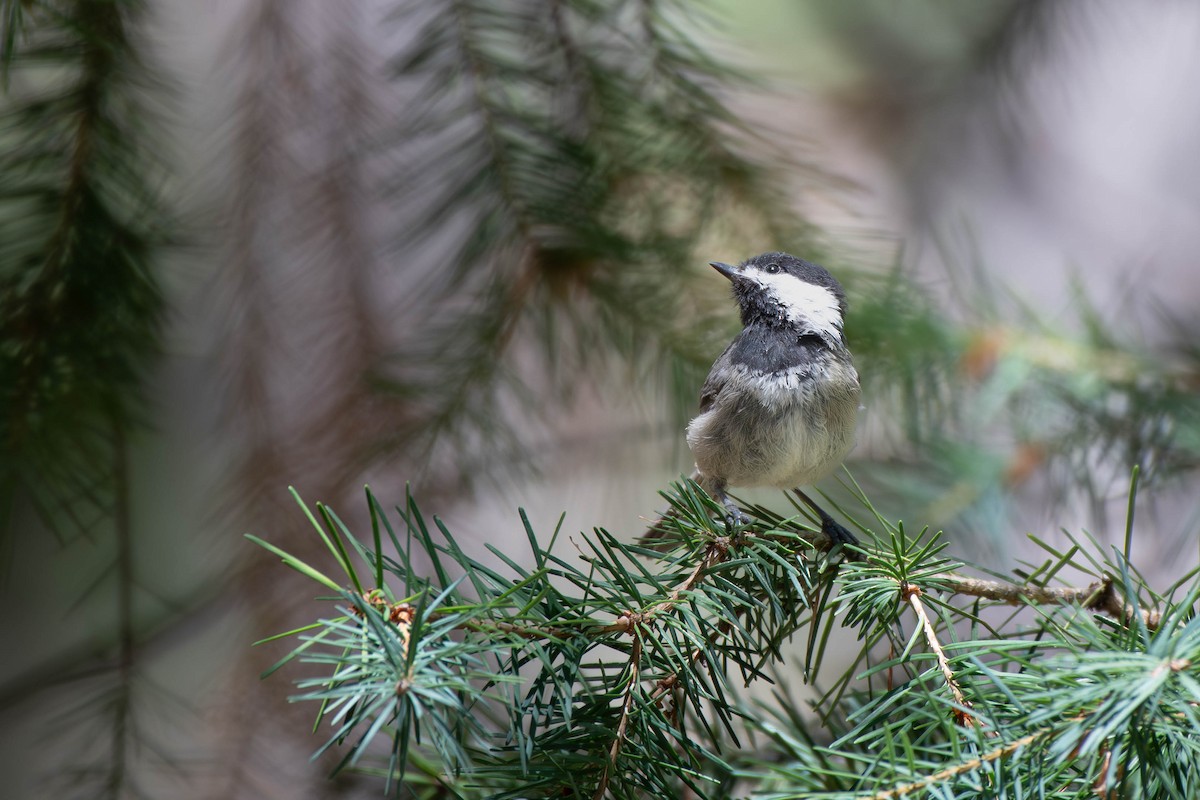 Mexican Chickadee - ML622461663