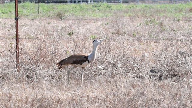 Australian Bustard - ML622461686