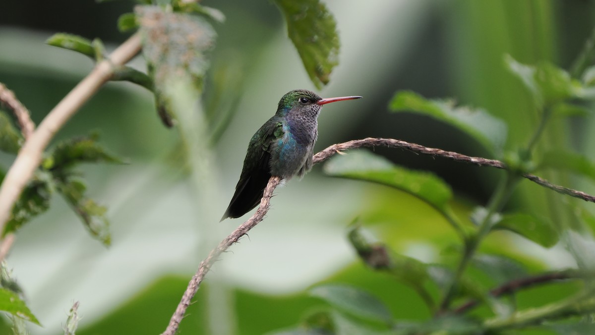 Sapphire-spangled Emerald (Spot-vented) - ML622461722