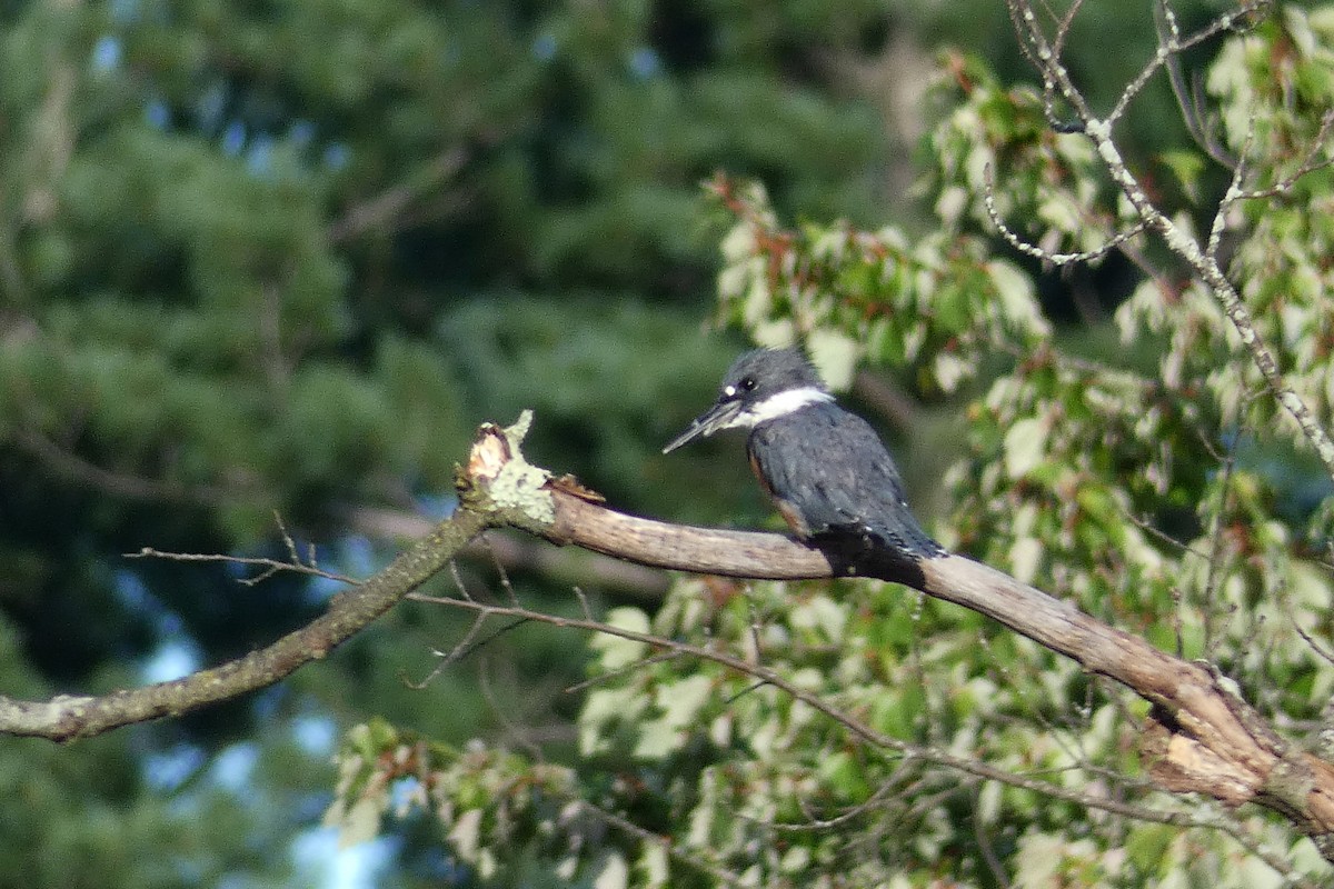 Belted Kingfisher - ML622461733