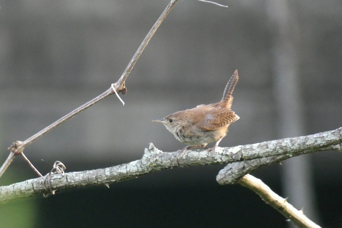 House Wren - ML622461755