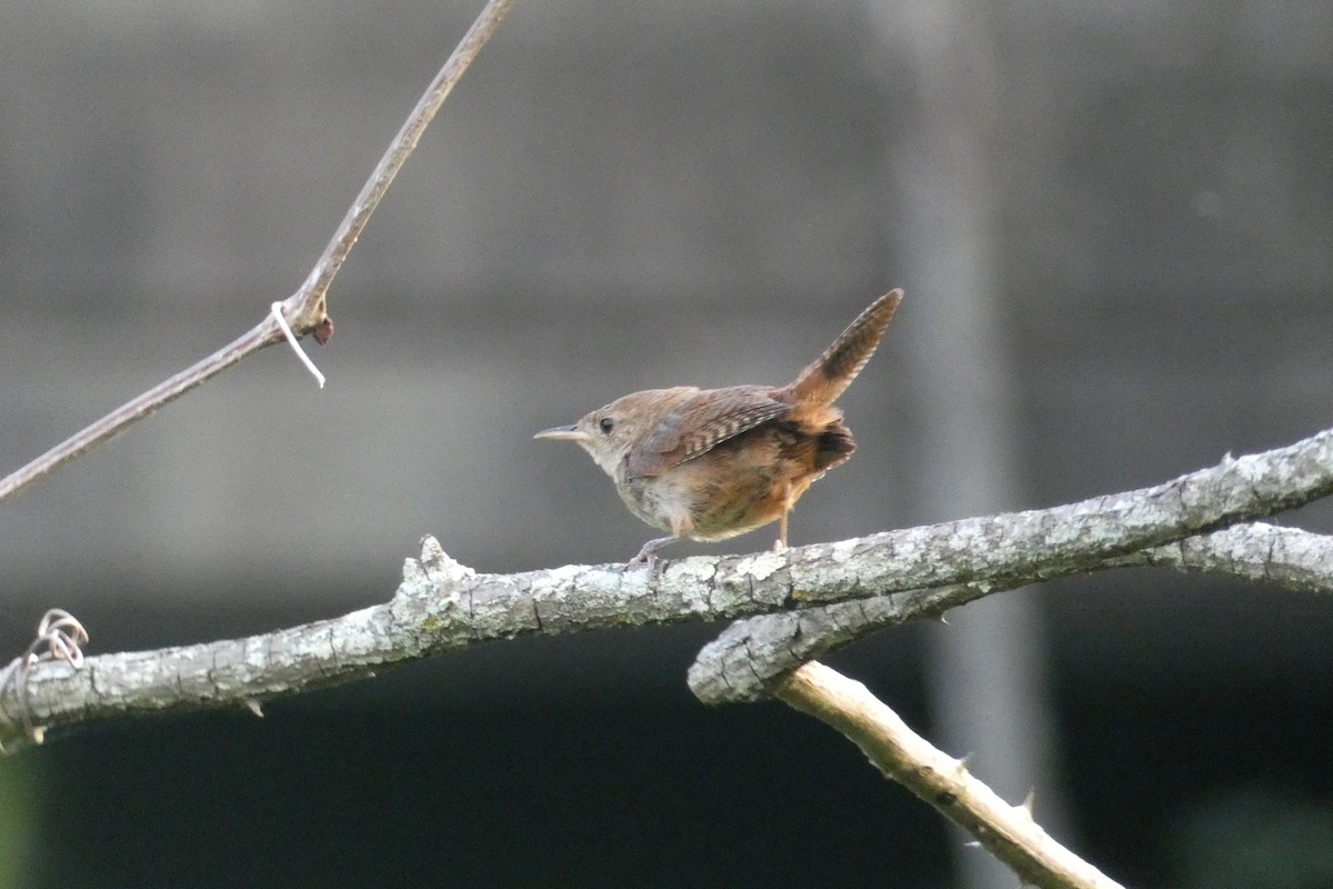 House Wren - ML622461757