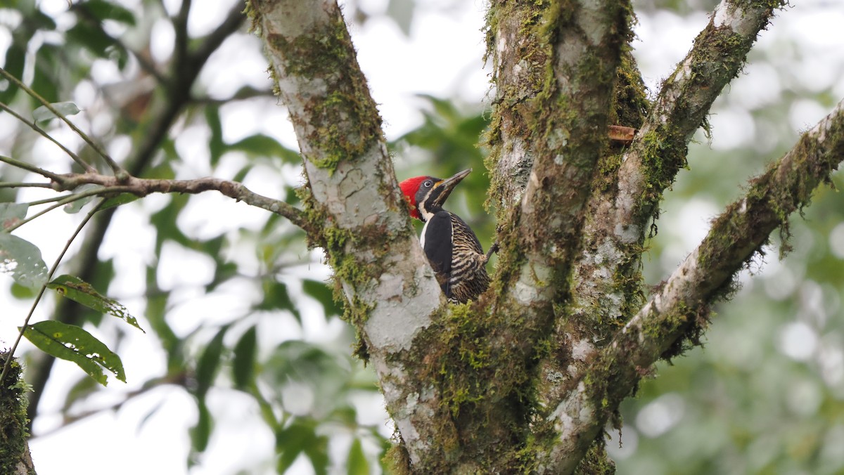 Lineated Woodpecker (Lineated) - ML622461767