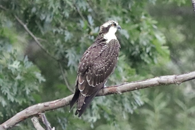 Águila Pescadora - ML622461823