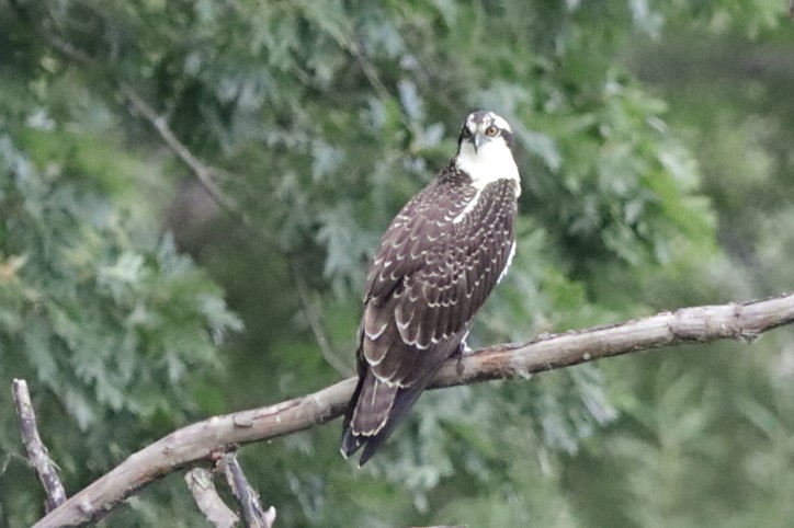 Águila Pescadora - ML622461824