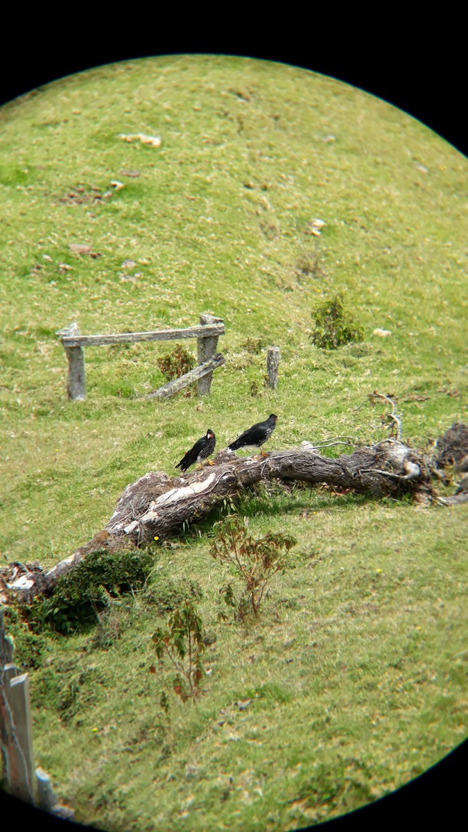 Carunculated Caracara - ML622461831