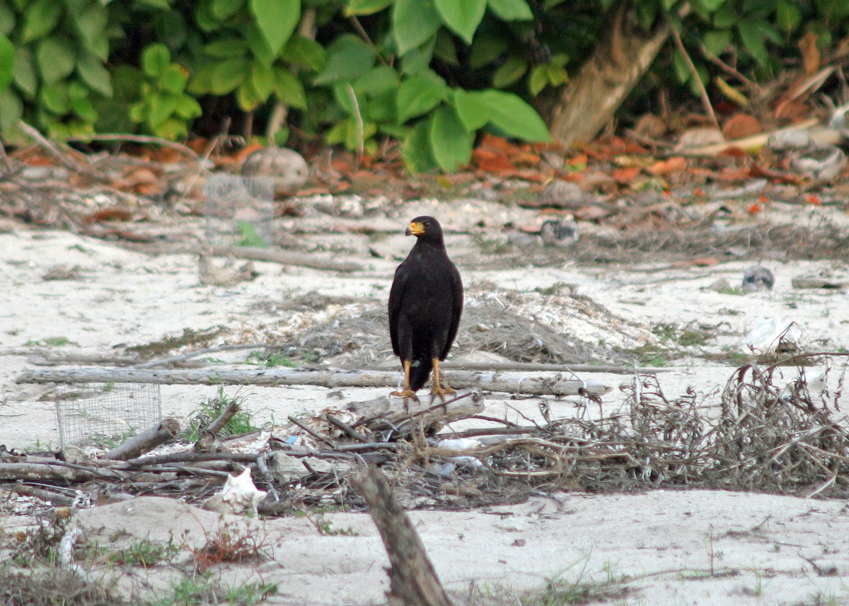 Common Black Hawk - ML622461844