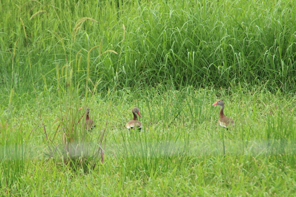 Black-bellied Whistling-Duck - ML622461884