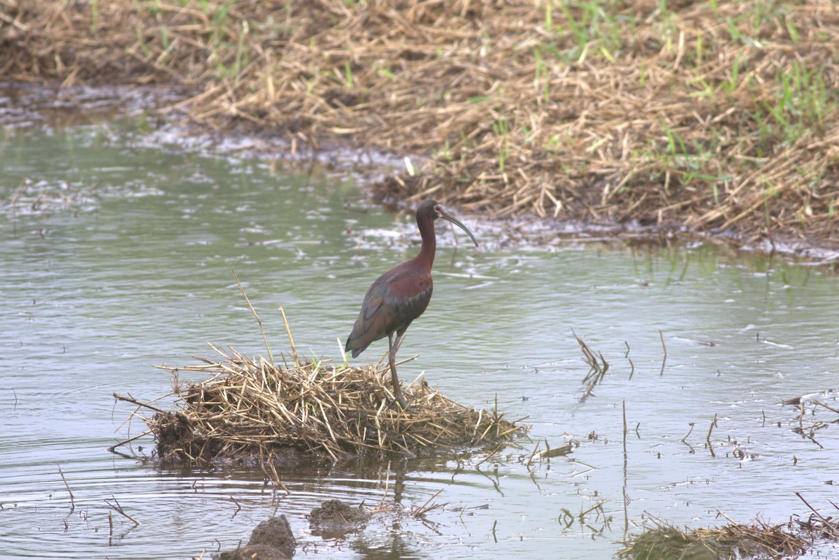 ibis americký - ML622461894