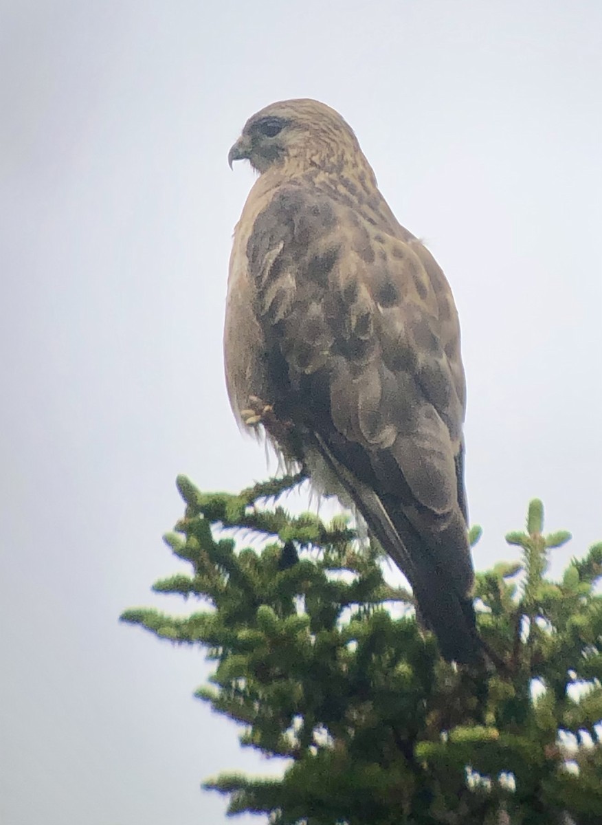 Eastern Buzzard - ML622461929