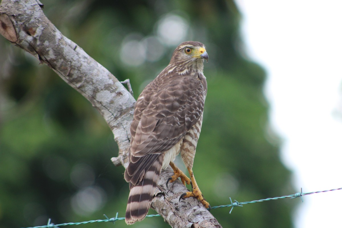 Roadside Hawk - ML622461933