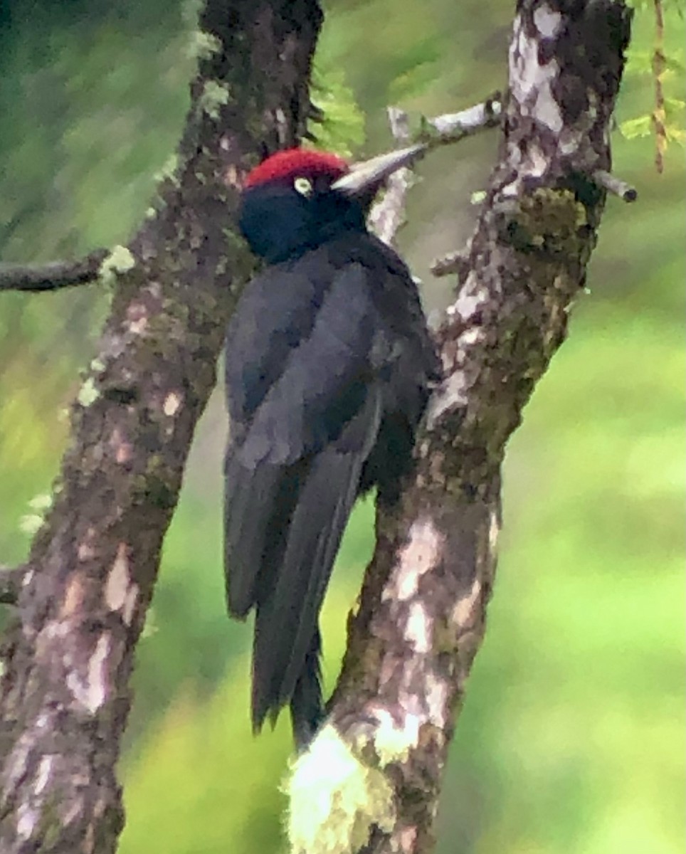 Black Woodpecker - ML622461944