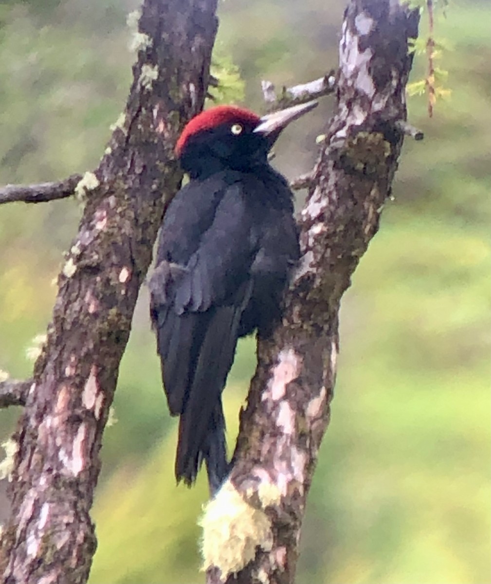 Black Woodpecker - ML622461945