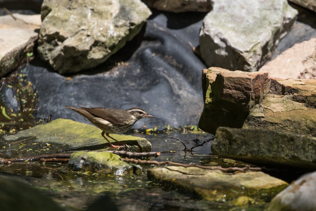 Louisiana Waterthrush - ML622461949