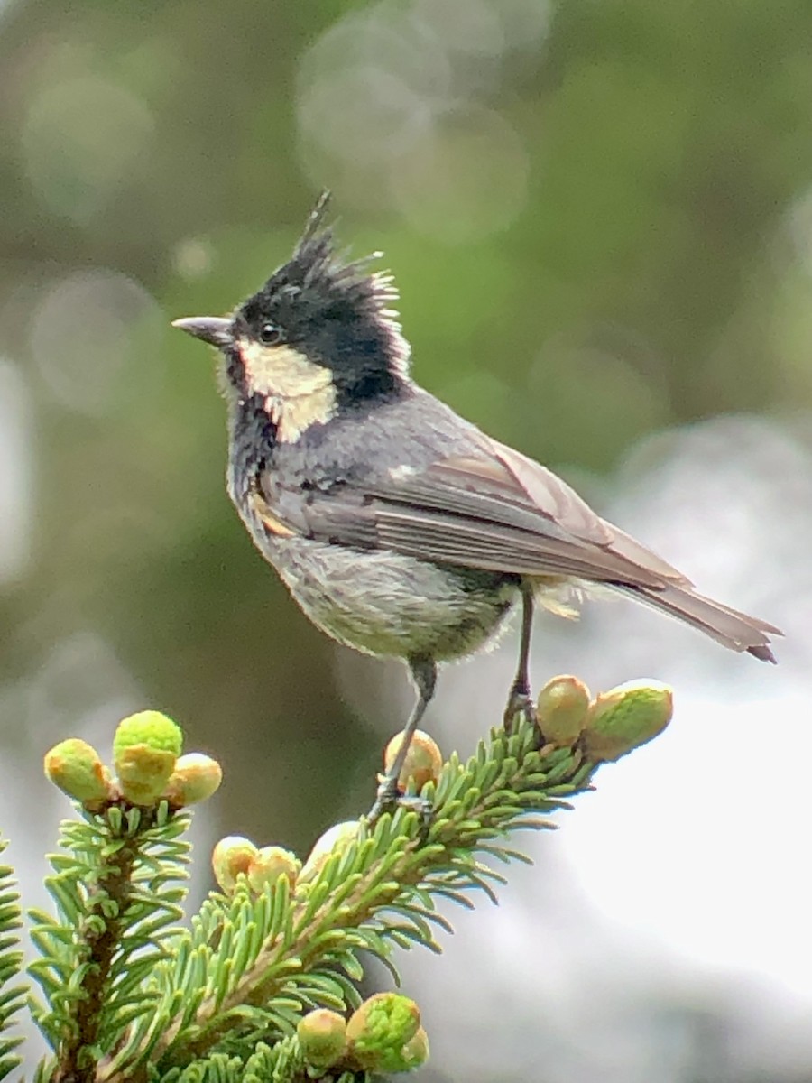 Rufous-vented Tit - Alison Huff