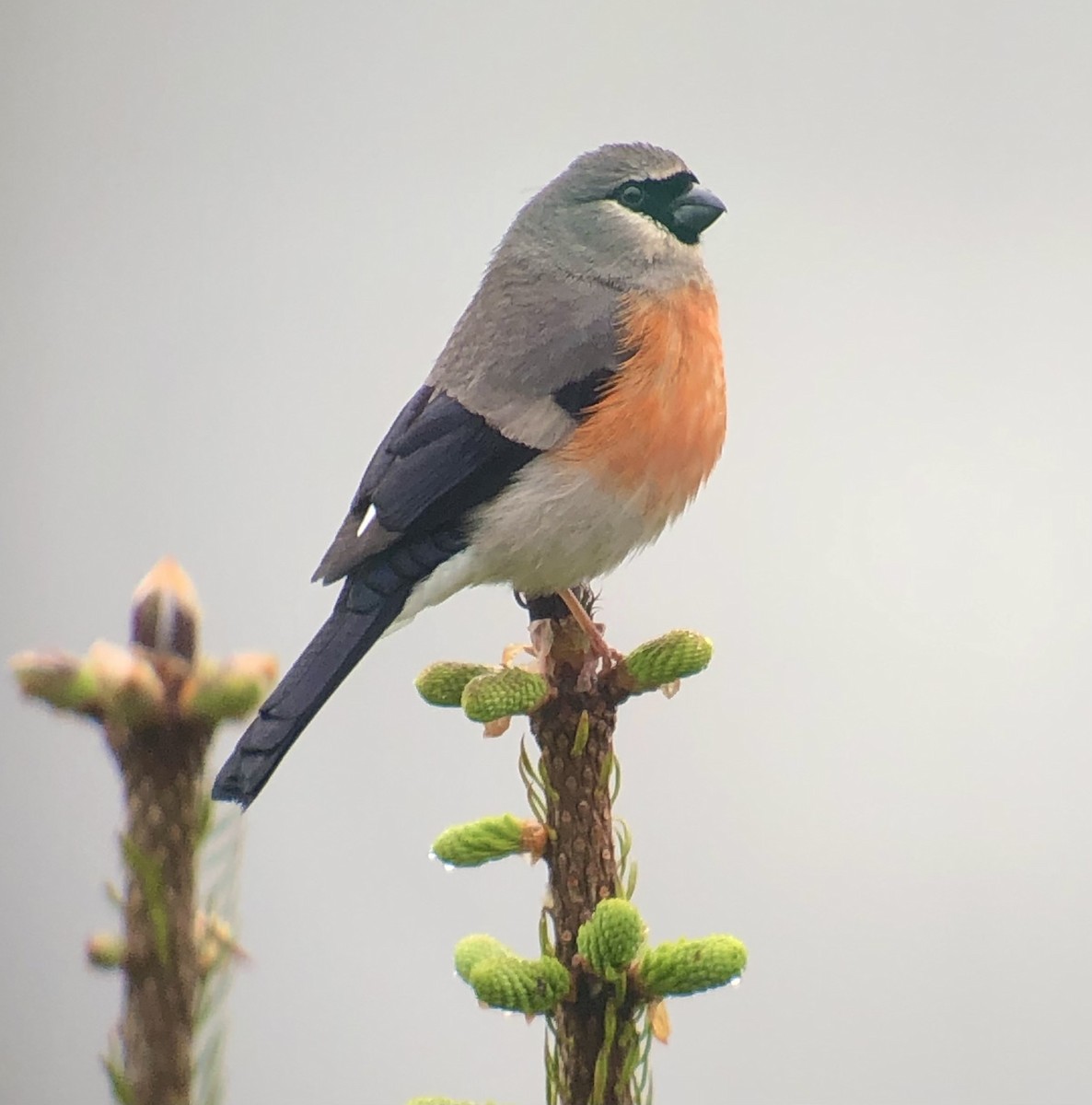 Gray-headed Bullfinch - ML622461994