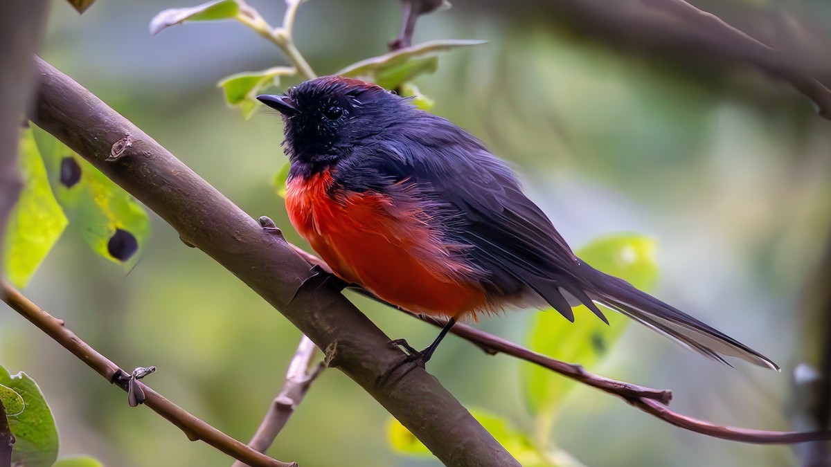 Slate-throated Redstart - ML622462012