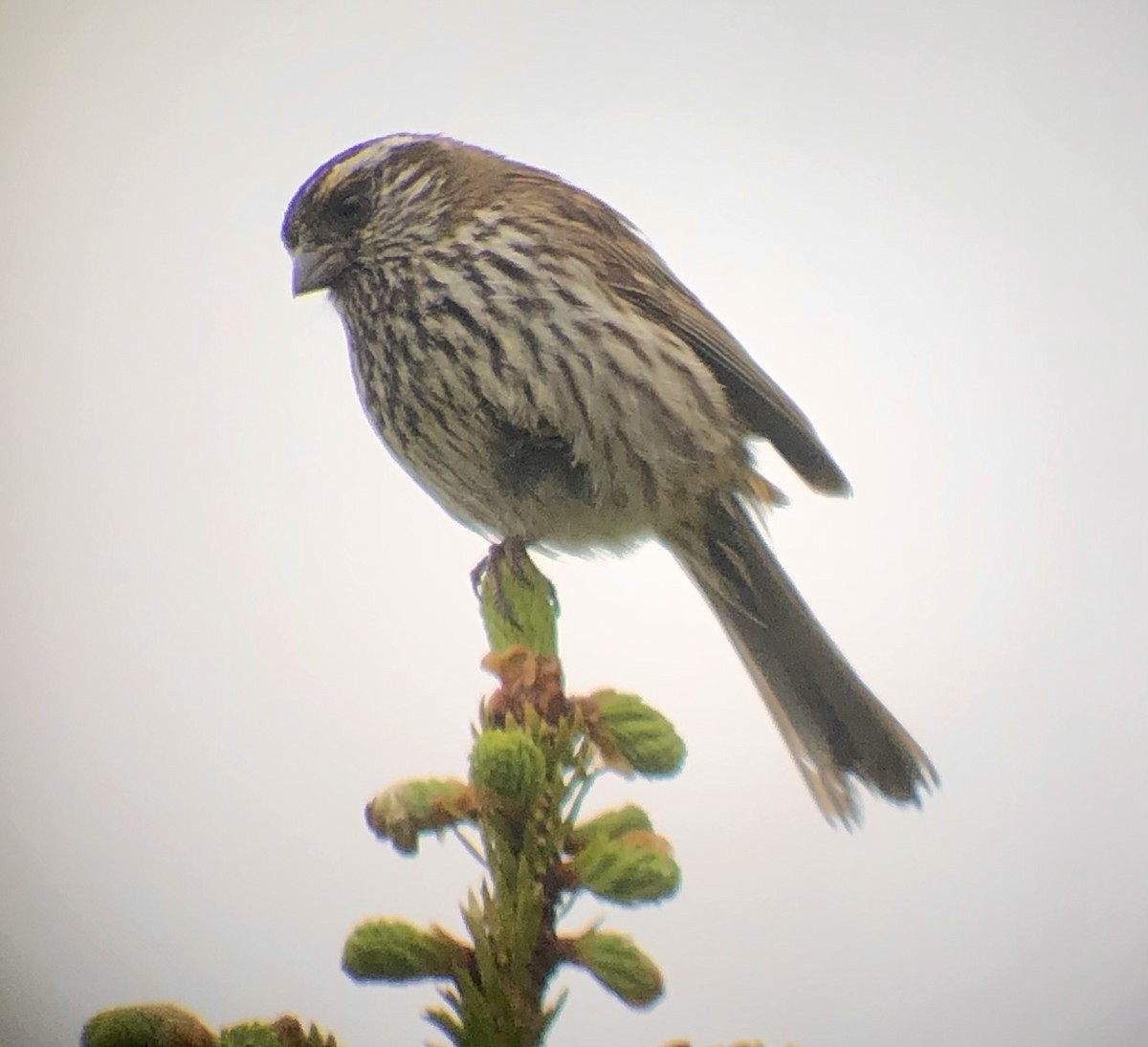 Chinese White-browed Rosefinch - ML622462022