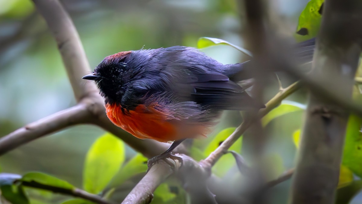 Slate-throated Redstart - ML622462029