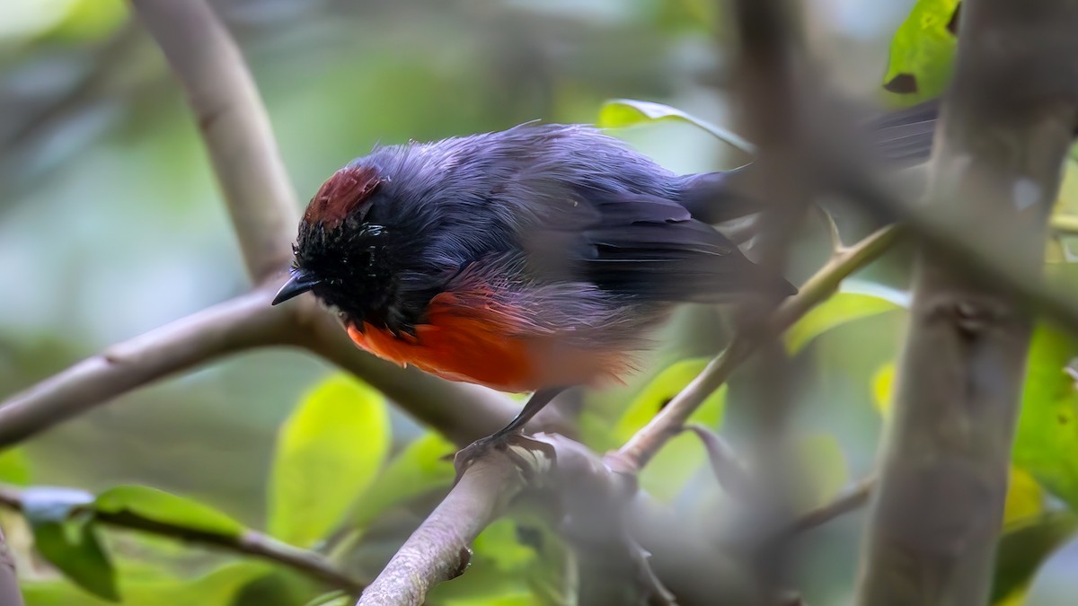 Slate-throated Redstart - ML622462030