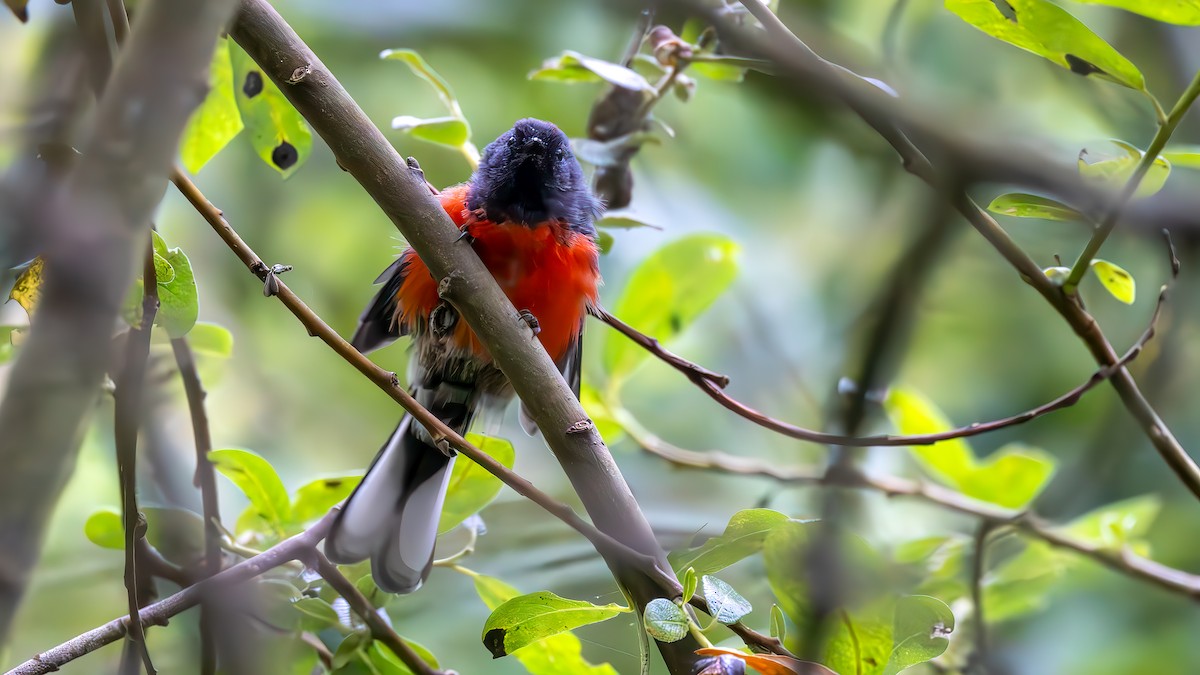 Slate-throated Redstart - ML622462033