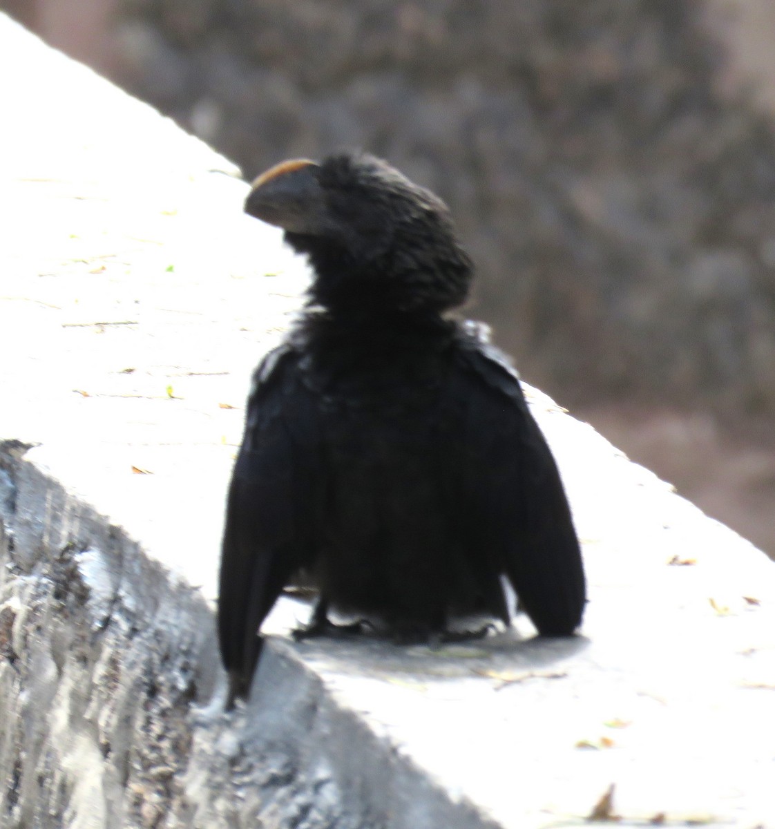 Large Ground-Finch - ML622462042