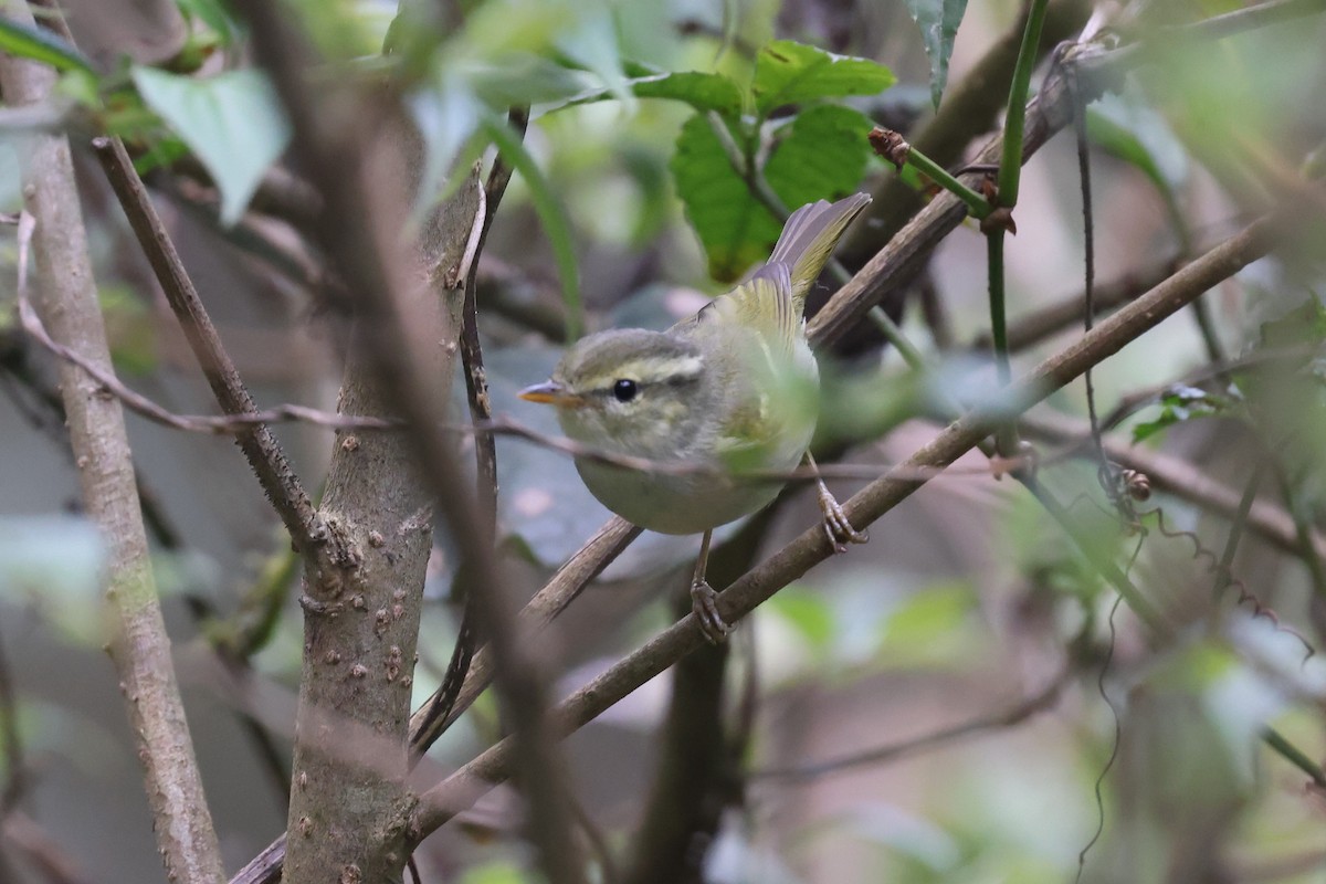 Blyth's Leaf Warbler - ML622462044