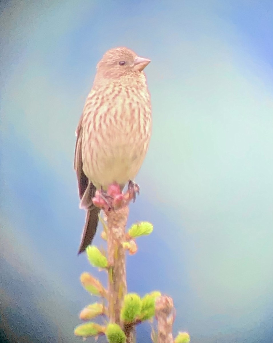 Streaked Rosefinch - ML622462077