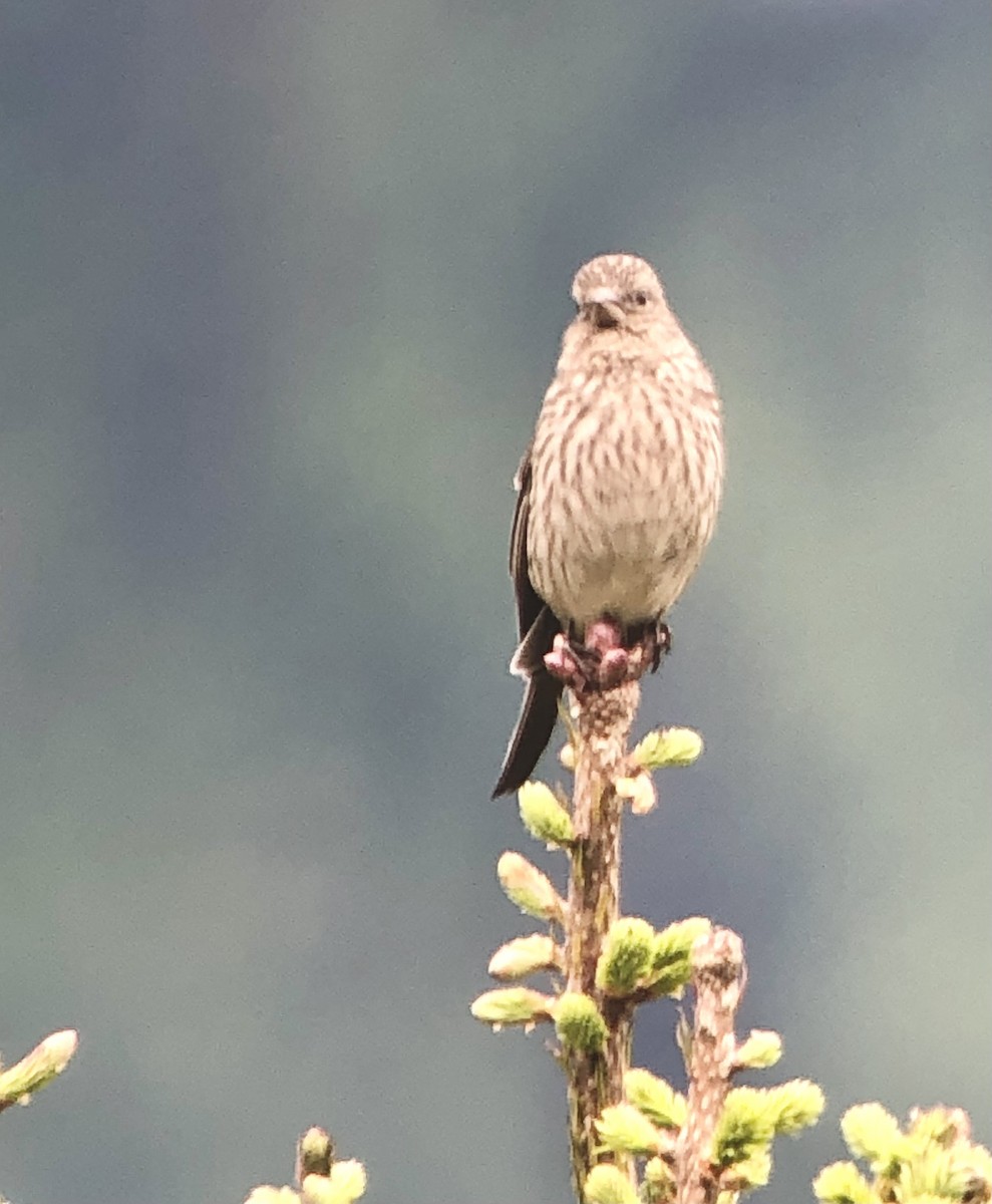 Streaked Rosefinch - ML622462078